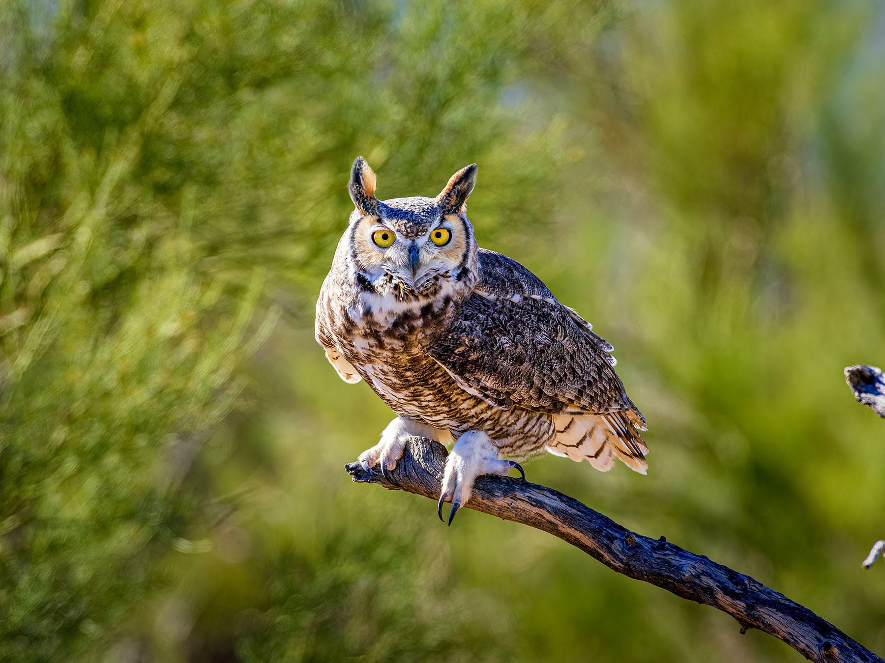 Arizona's 13 Owl Species: A Complete Guide