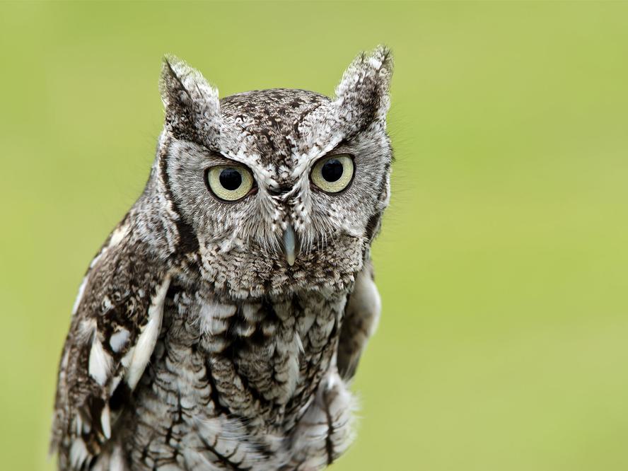 What is a Group of Owls Called? (Complete Guide) | Birdfact