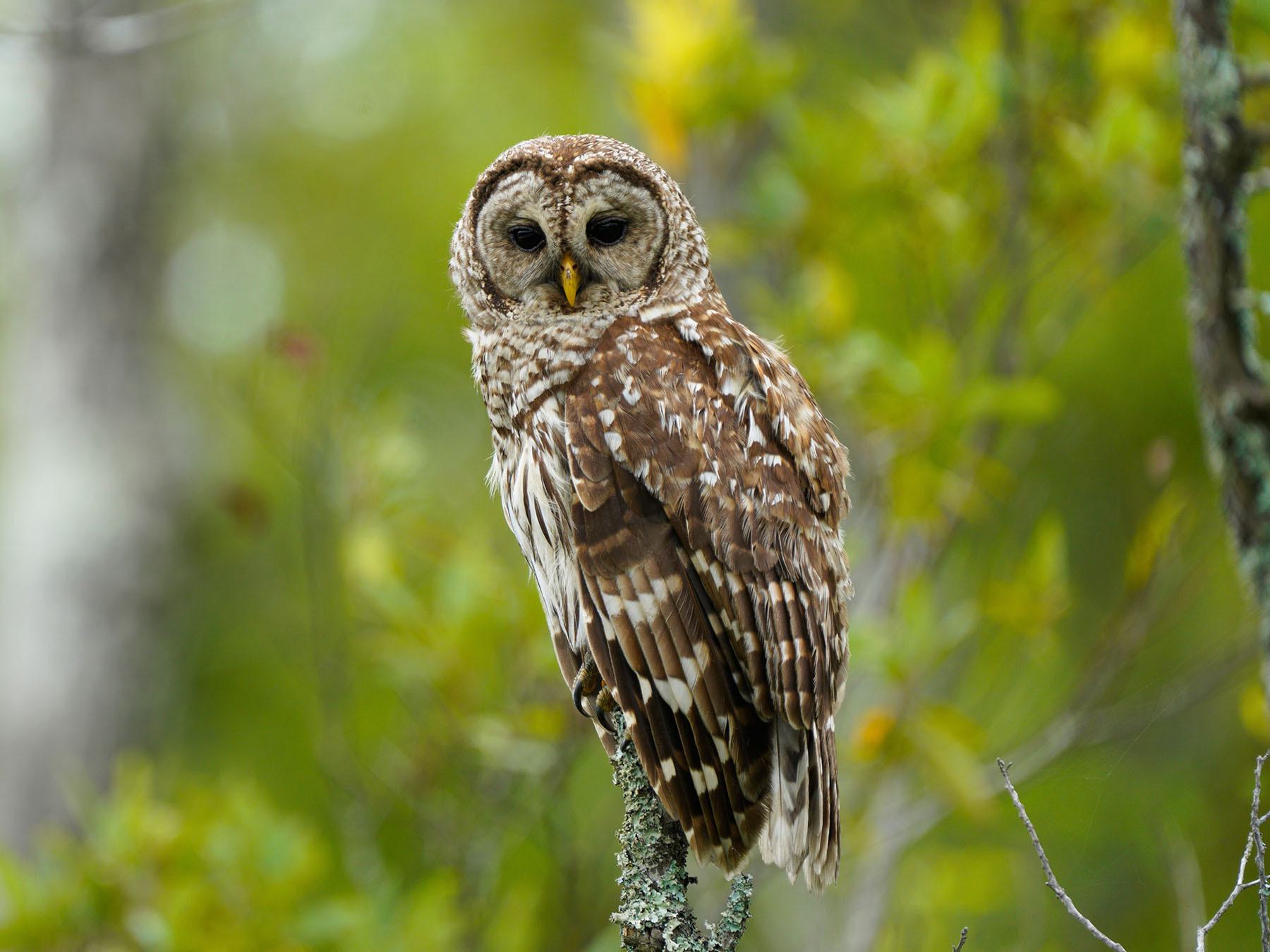 Arkansas Owls: Complete Guide to 6 Species (With Identification Tips)