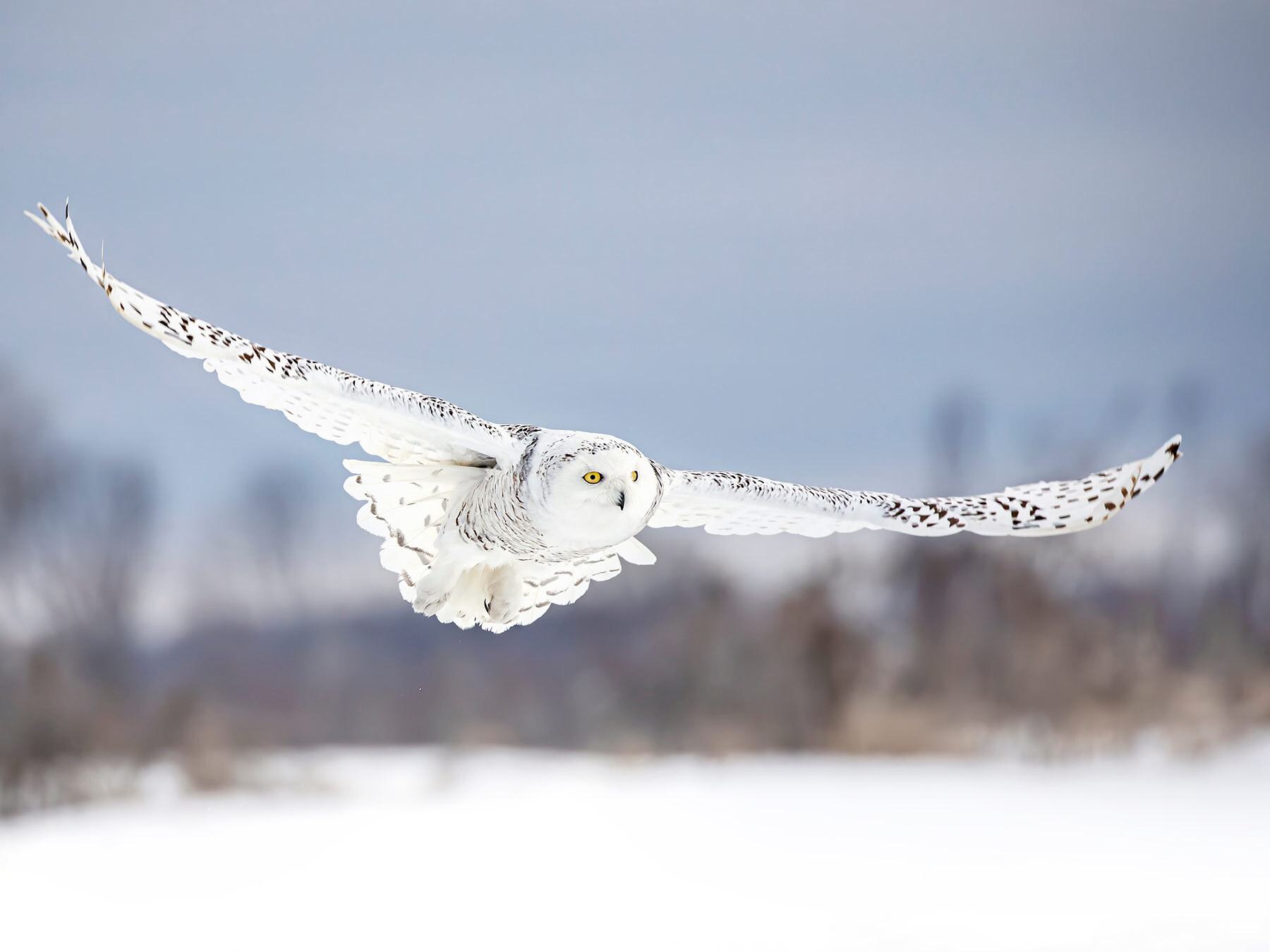 Types of Owls in Colorado (Complete Guide)