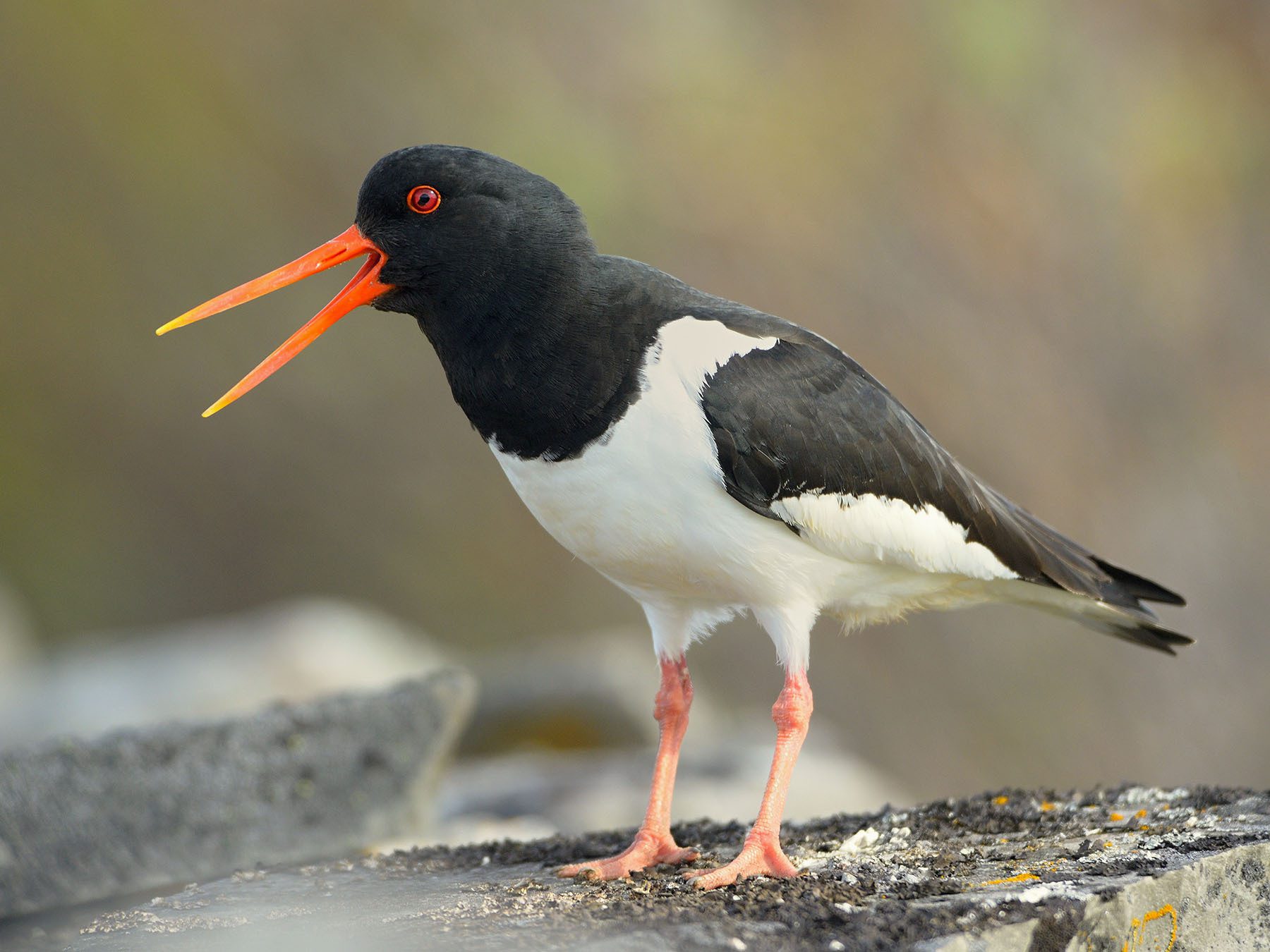 Eurasian Oystercatcher