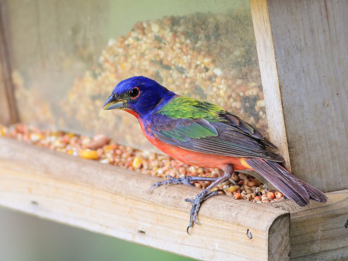Chia Seeds can be safely scattered into tray feeders, as well as hanging feeders - Buntings like this Painted Bunting often will consume Chia Seeds