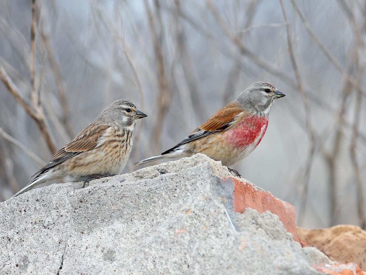 Linnet female (left) and male (right)