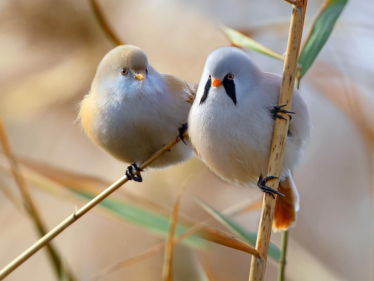 Bearded Tit Female (left) and Male (right)
