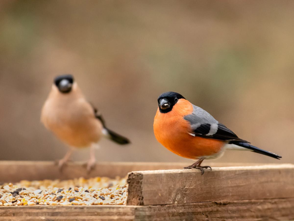 A pair of male (right) and female (left) bullfinches at a feeder, eating seeds
