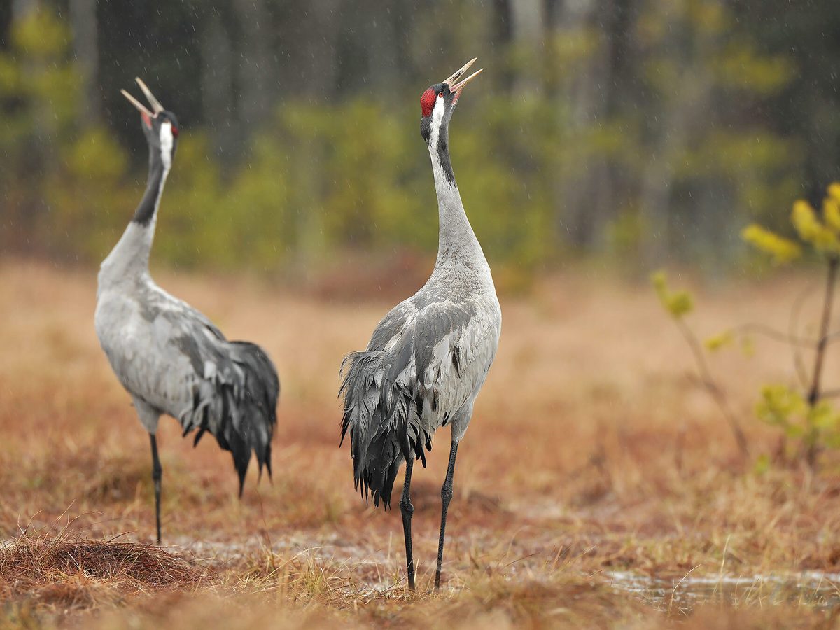 Common Crane Bird Facts (Grus grus) | Birdfact