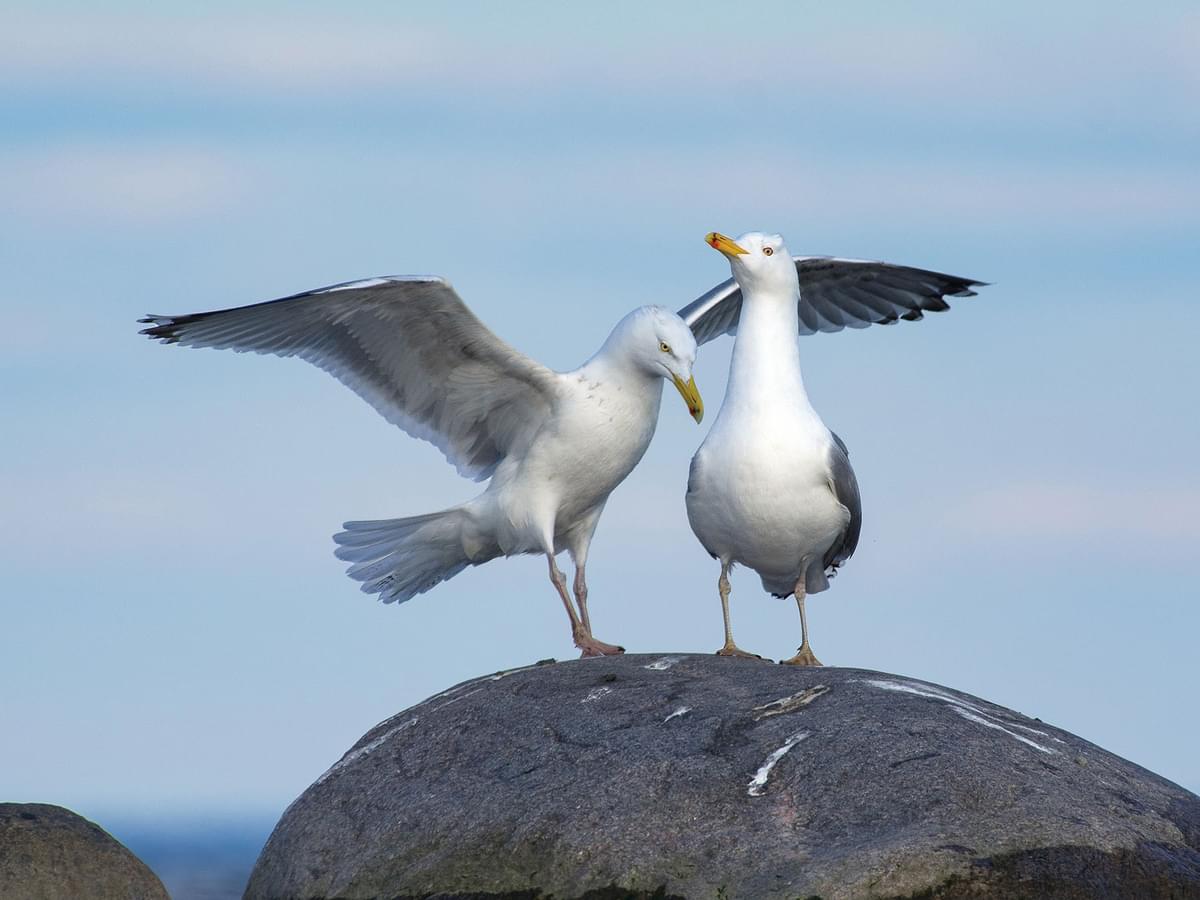 A pair of Herring Gulls during courtship