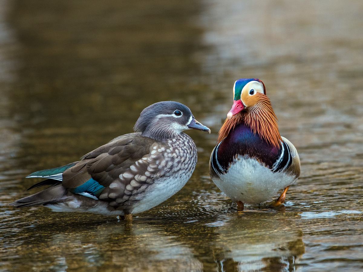 A Mandarin Duck Female (left) and Male (right) standing in a shallow river