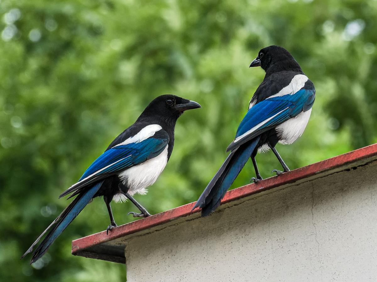 Pair of Magpies perched on a roof