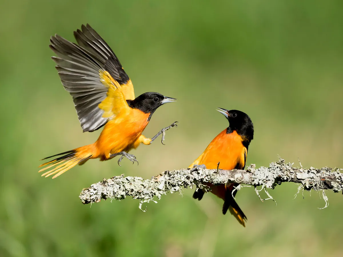 Orioles Migration Map 2025