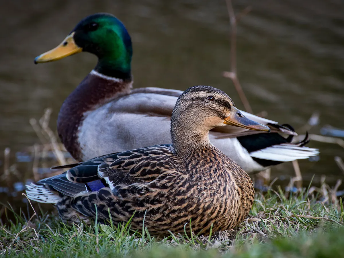 How Long Do Mallards Live? (Mallard Duck Lifespan) | Birdfact
