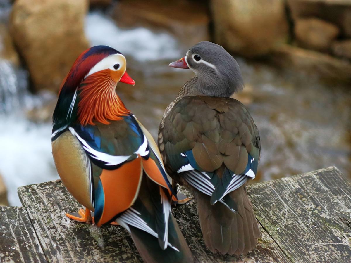 Pair of Mandarin Ducks Male (left) and Female (right)