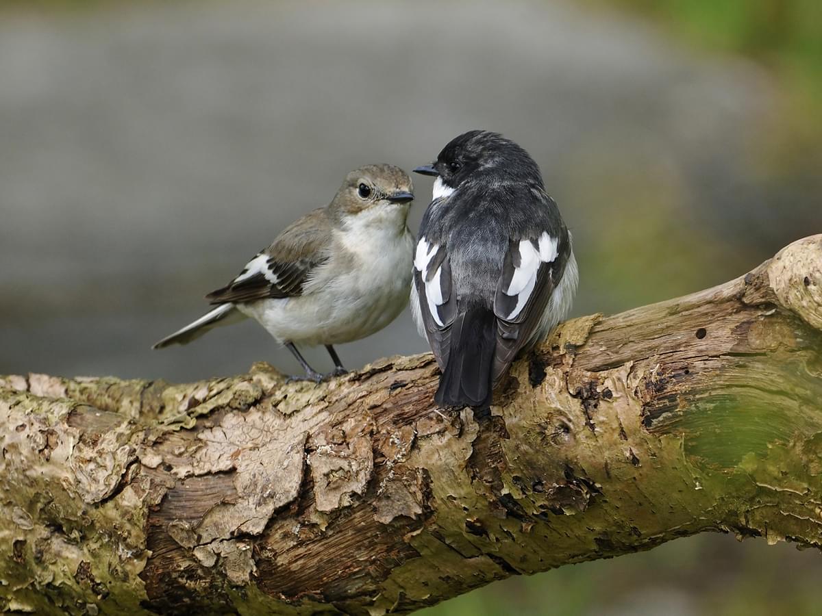 Male (right) and Female (left) Pied Flycatchers