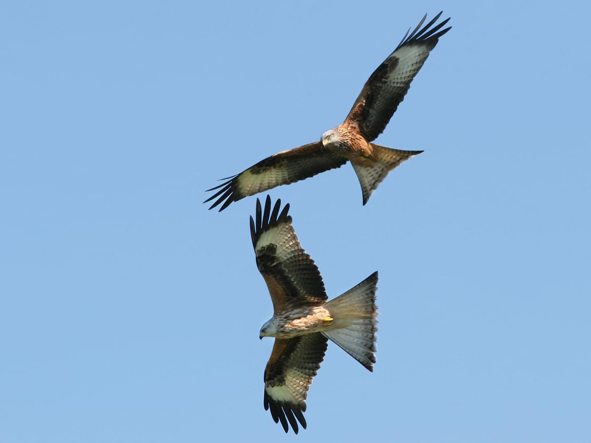 A pair of Red Kites in flight together