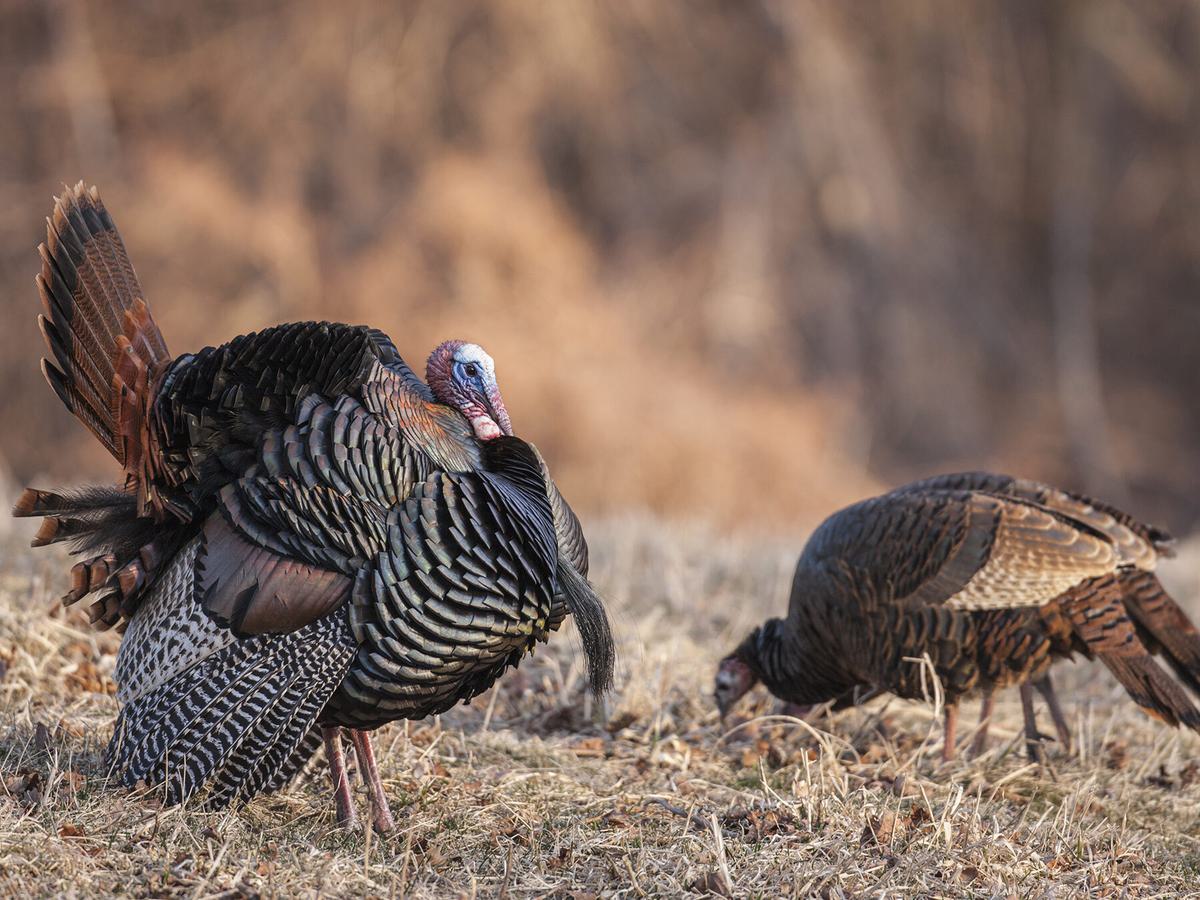 What is a Group of Turkeys Called? (Complete Guide) | Birdfact