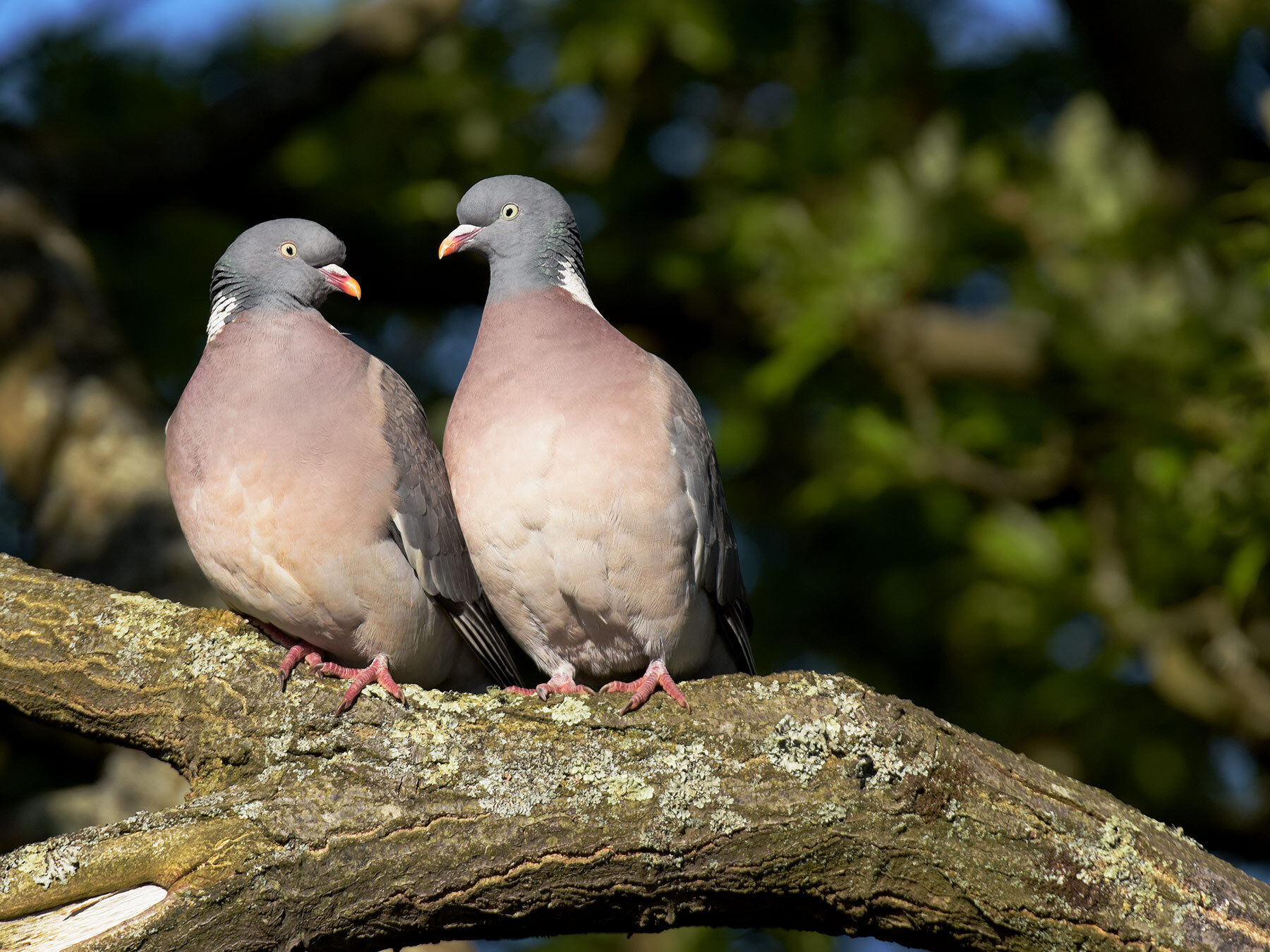 How Long Do Wood Pigeons Live? Birdfact