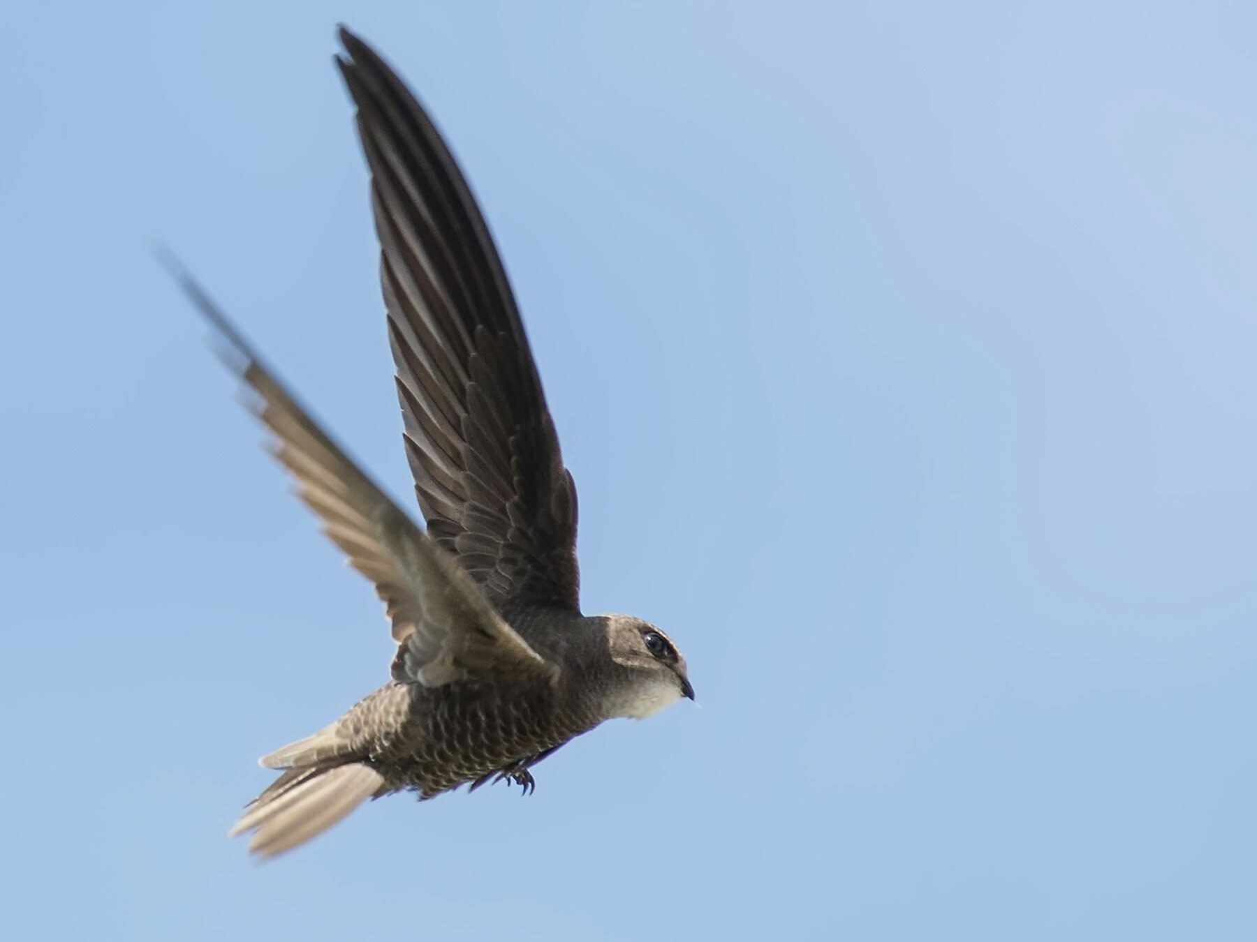 Pallid Swift