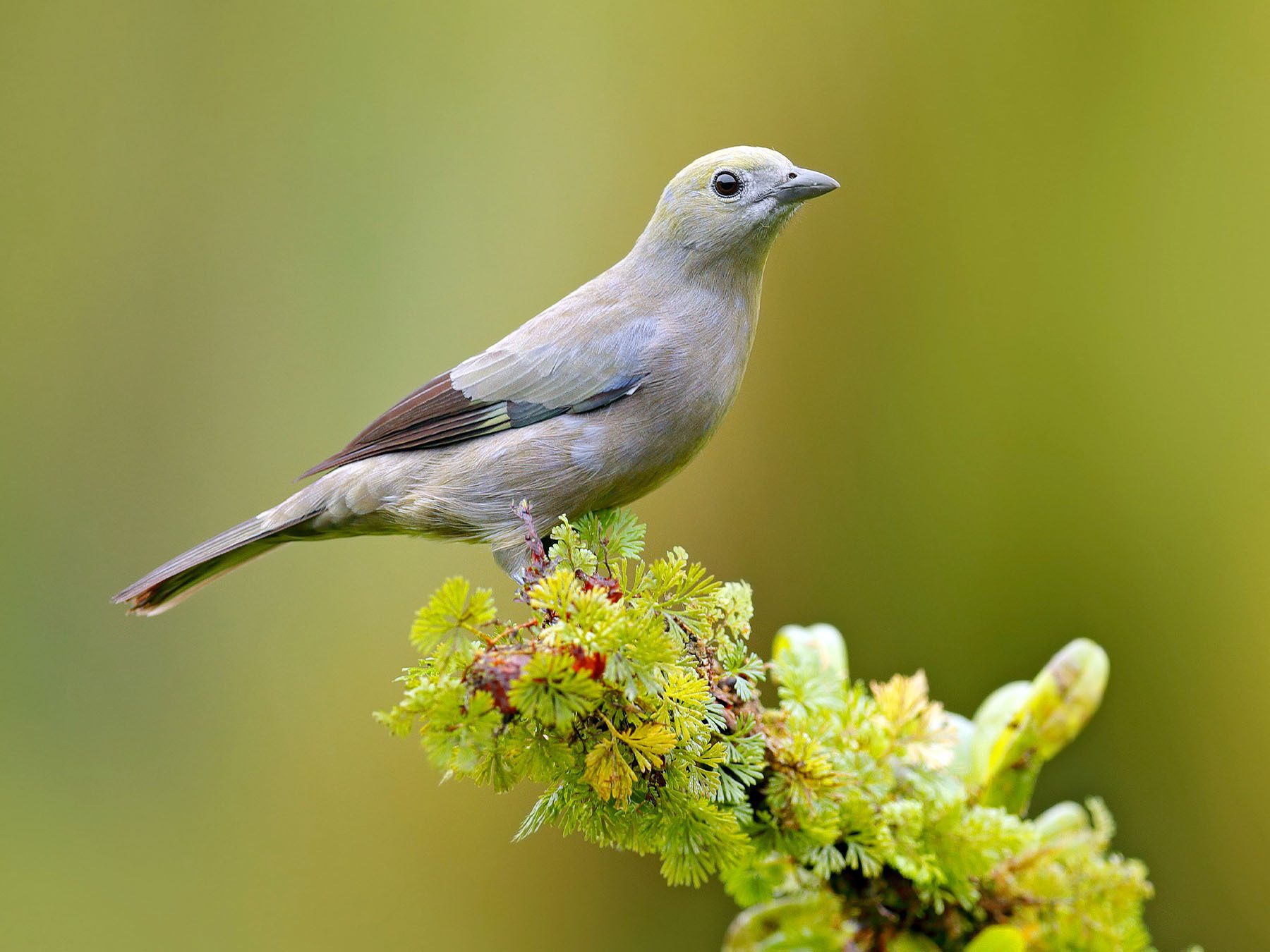 Palm Tanager