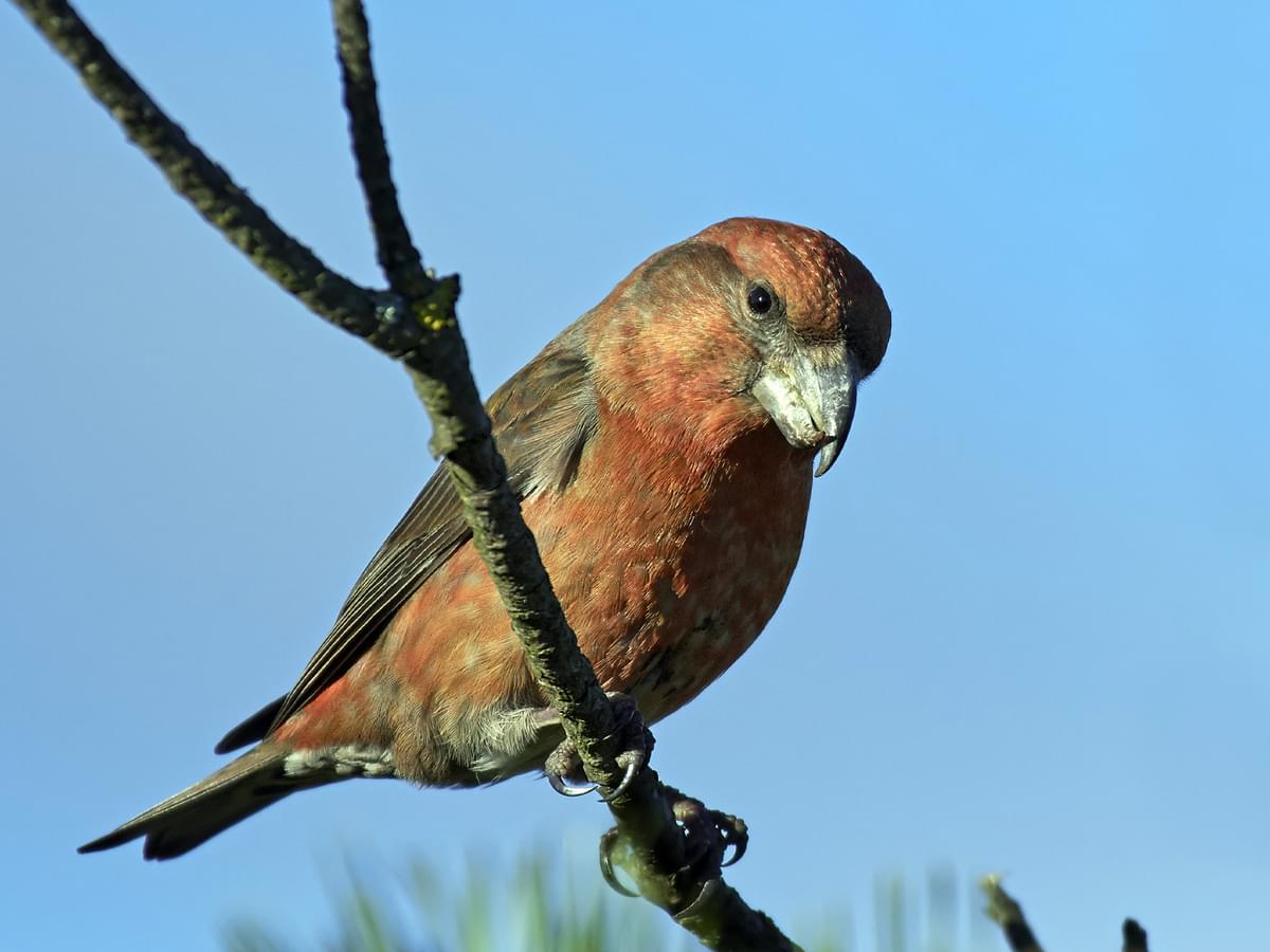 Parrot Crossbill perching on a branch
