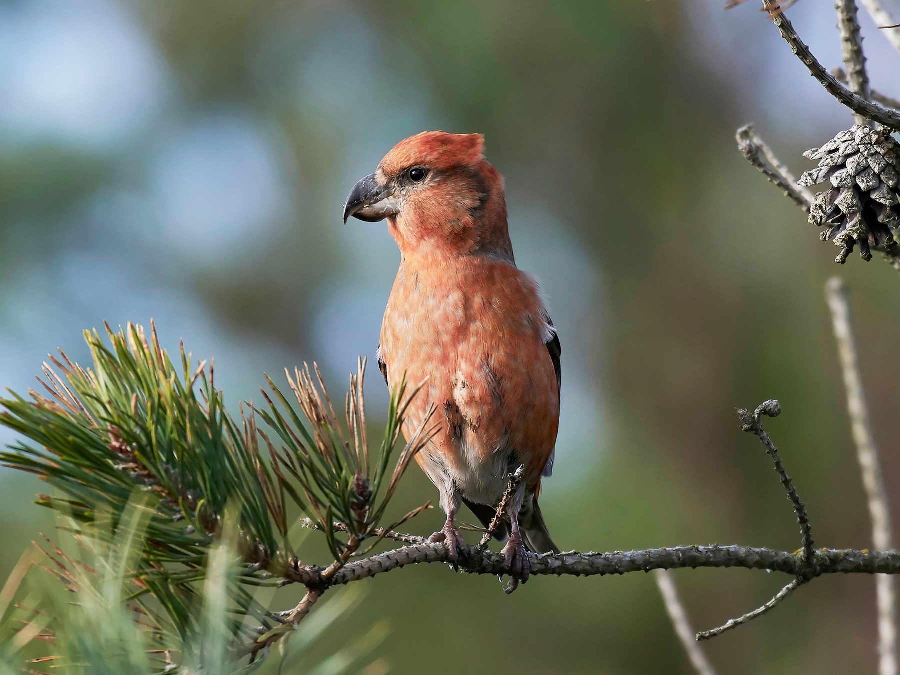 Parrot Crossbill