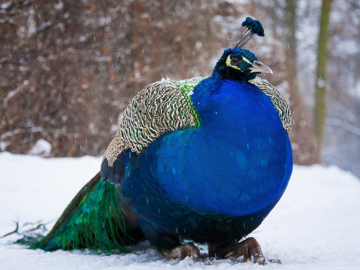 Peacock in the winter snow