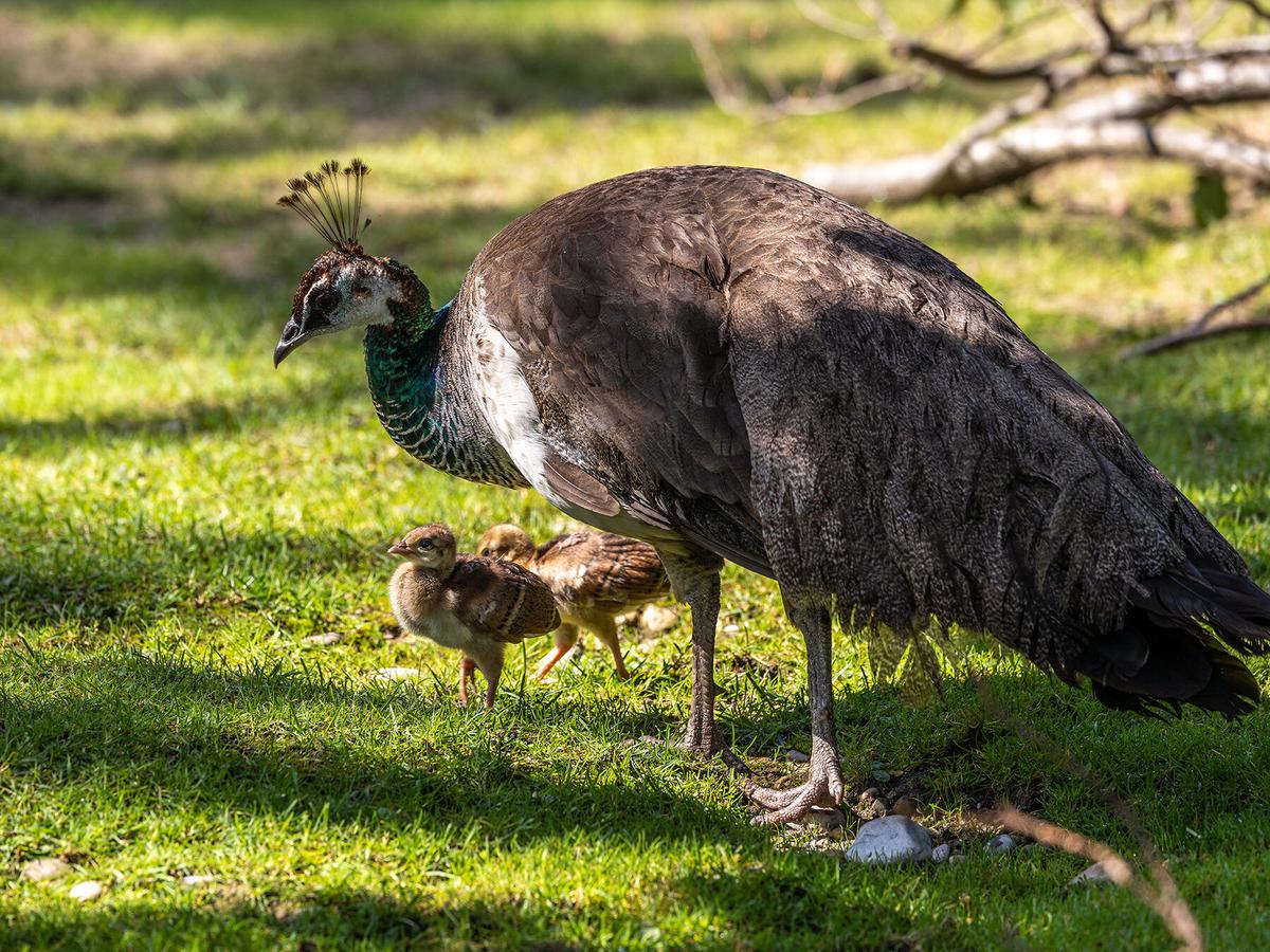 Peahen with her chicks