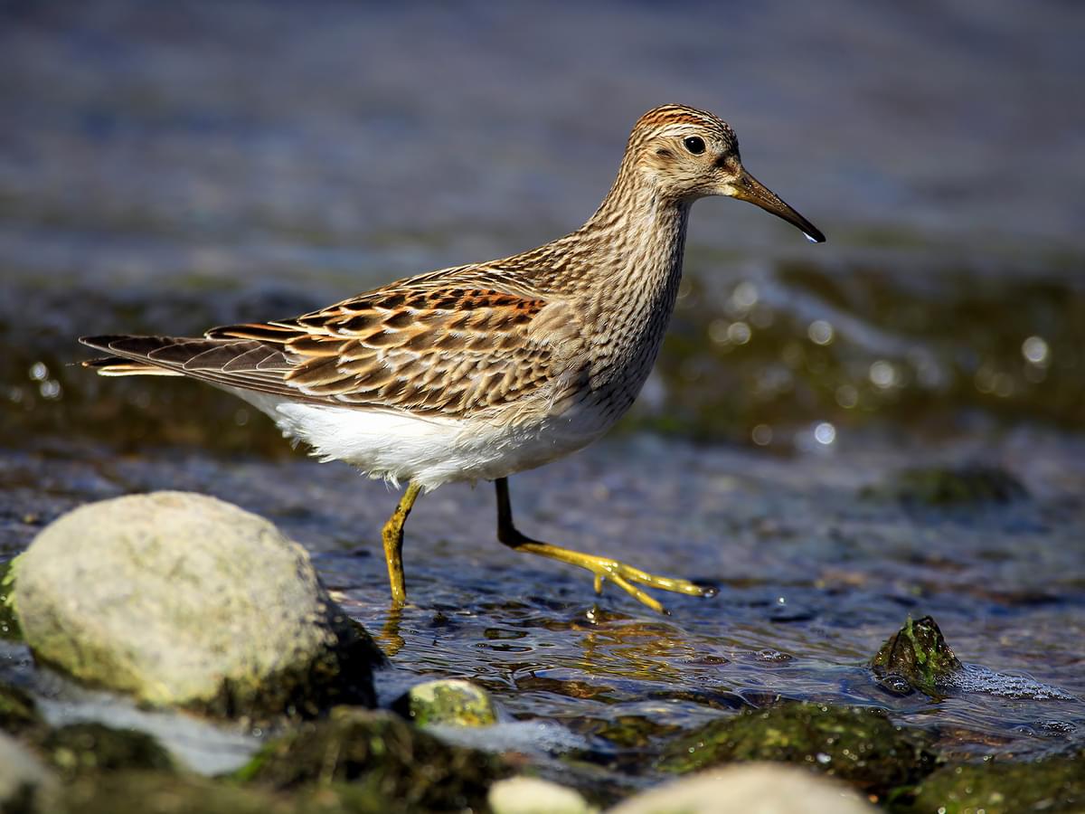Pectoral Sandpiper walking on the shallow riverbed