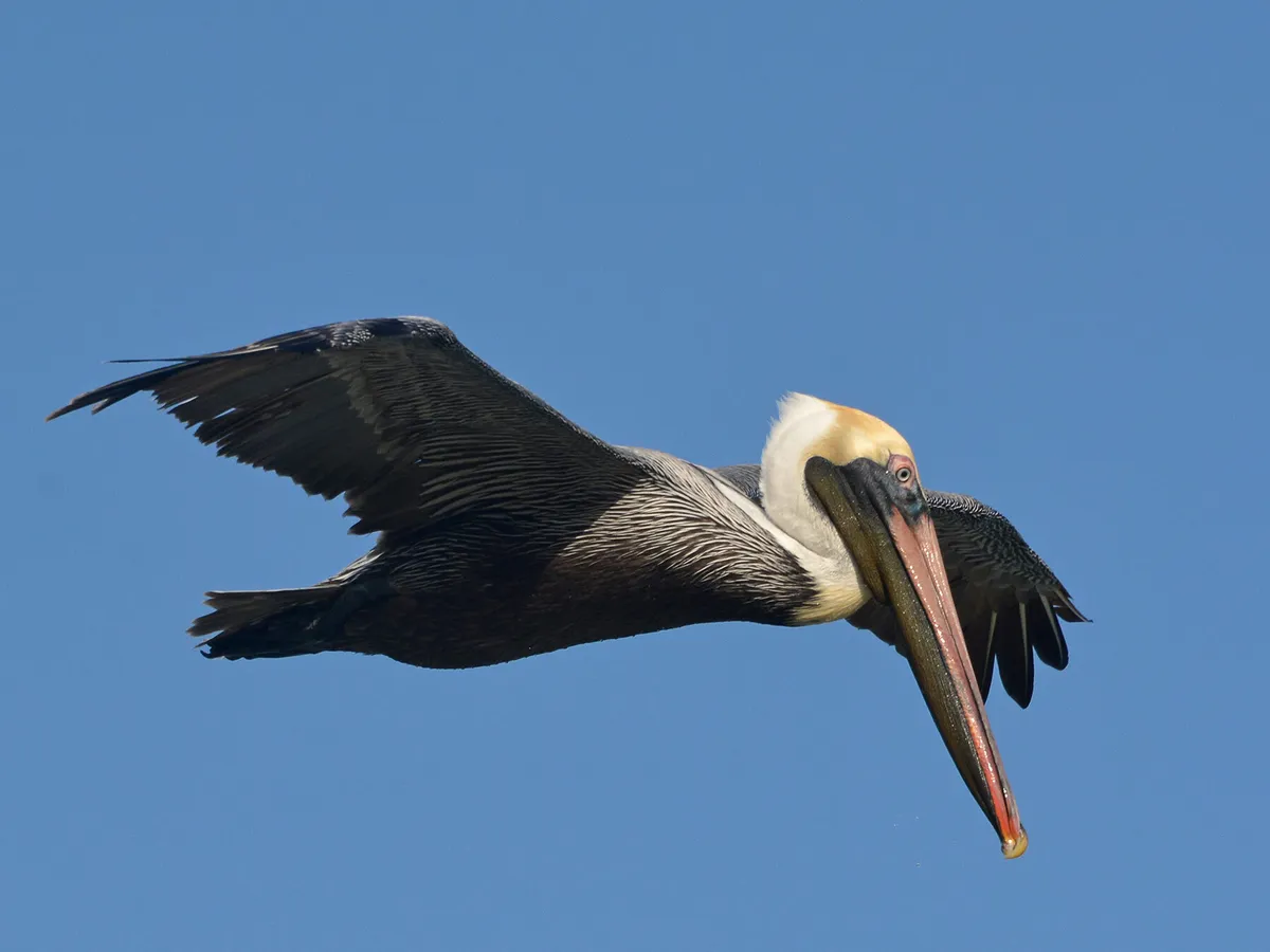 What Do Pelicans Eat? (Complete Guide) | Birdfact