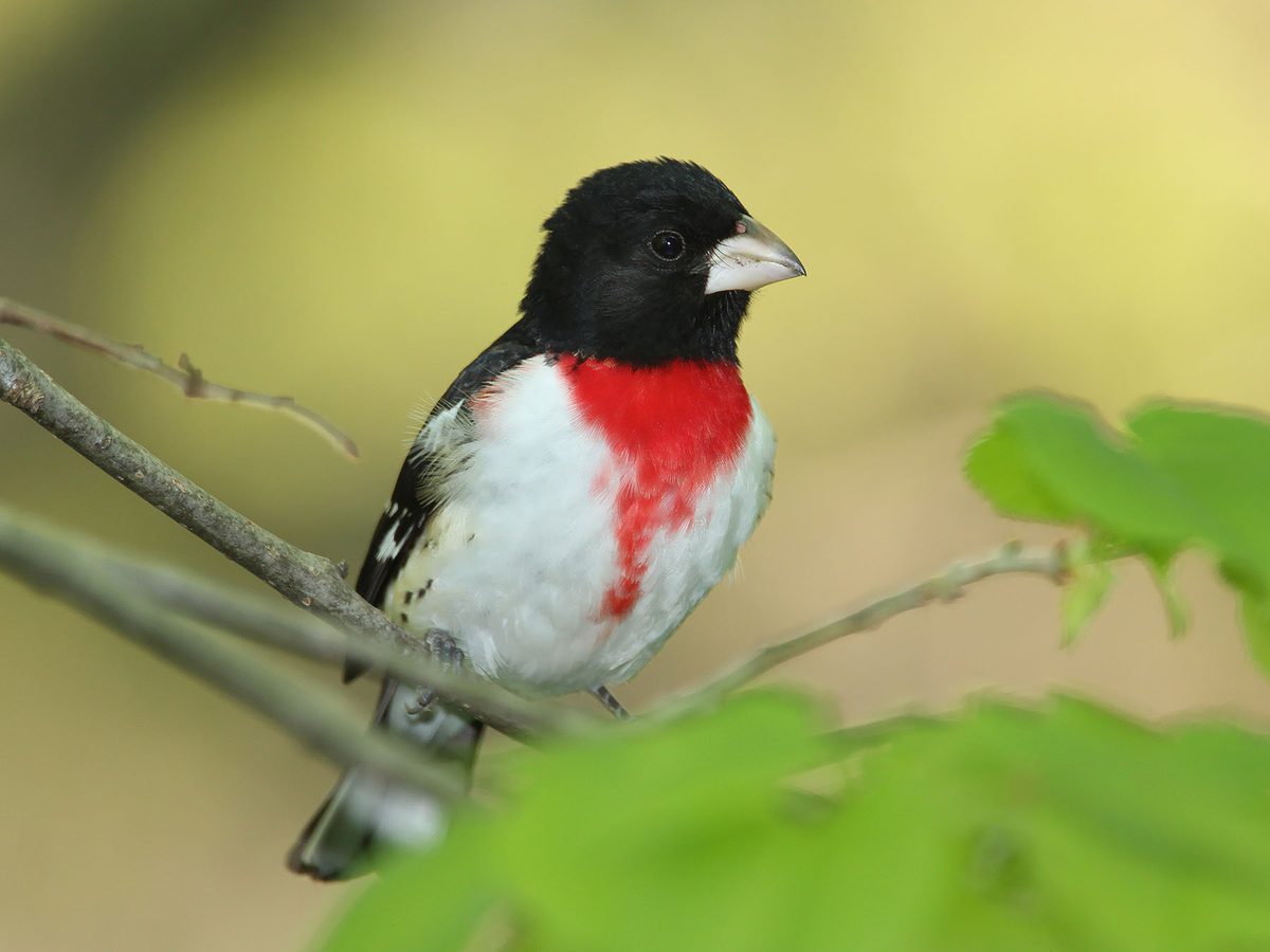 Rosebreasted Grosbeak Migration A Complete Guide Birdfact