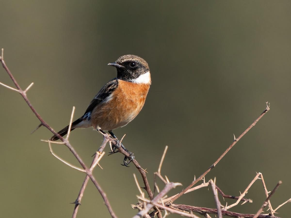 Perched European Stonechat (male)