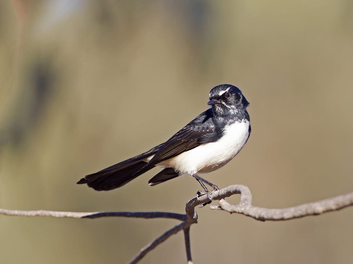 Close up of a perched Willie Wagtail on a tree branch