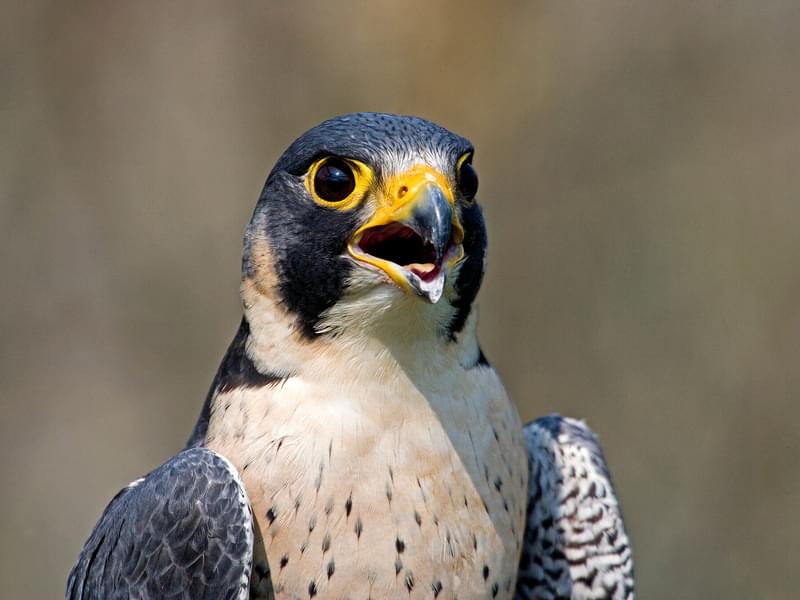 Male vs Female Peregrine Falcons: How To Tell The… | Birdfact