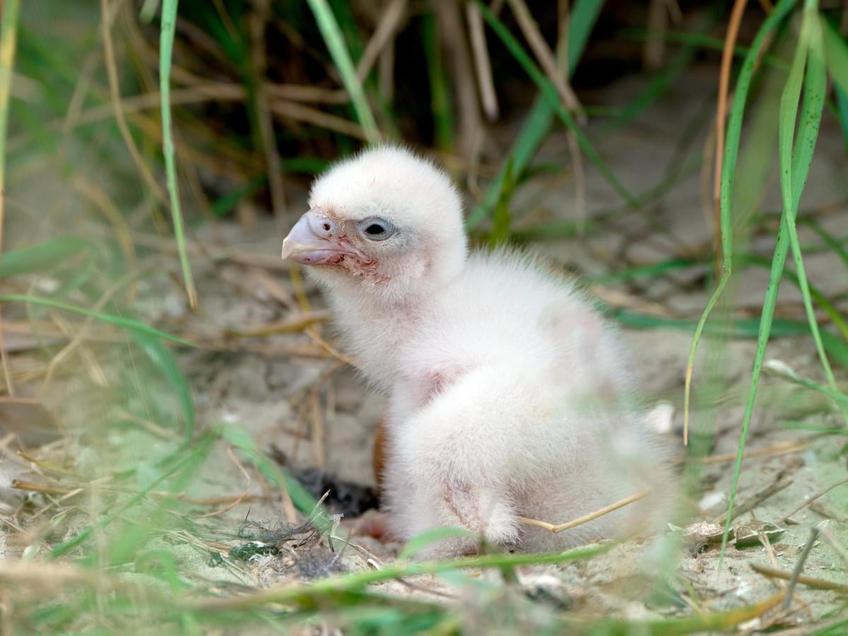 Peregrine Falcon chick at nest site