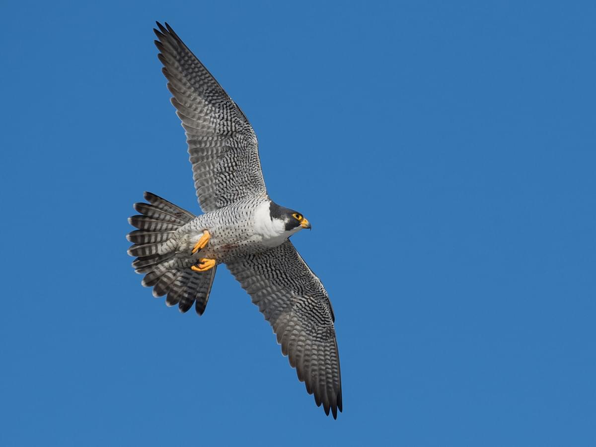 Peregrine Falcon Migration: A Complete Guide