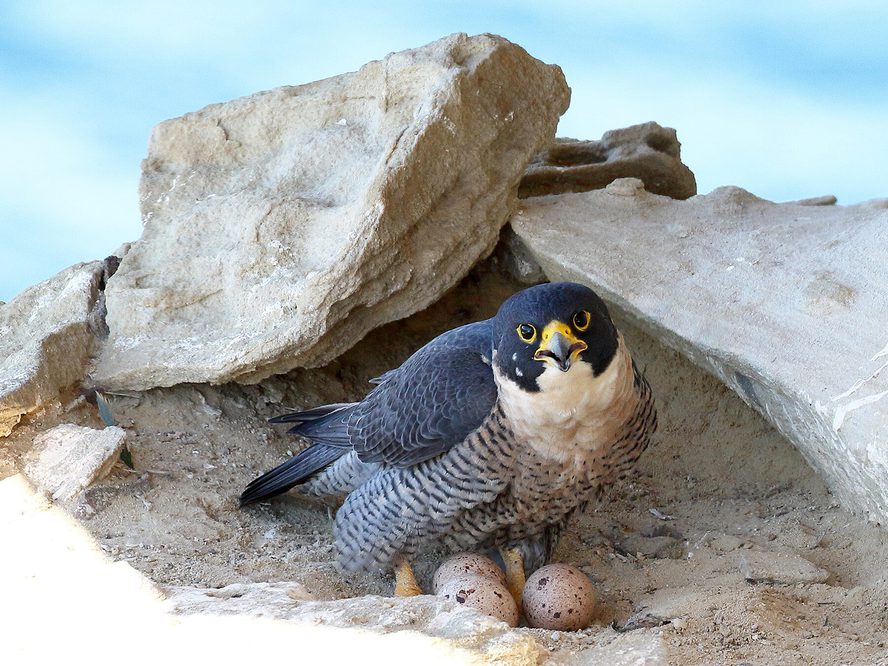 Male vs Female Peregrine Falcons: How To Tell The… | Birdfact
