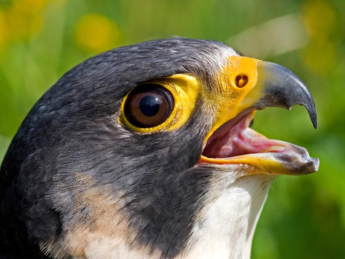 Portrait of a Peregrine Falcon
