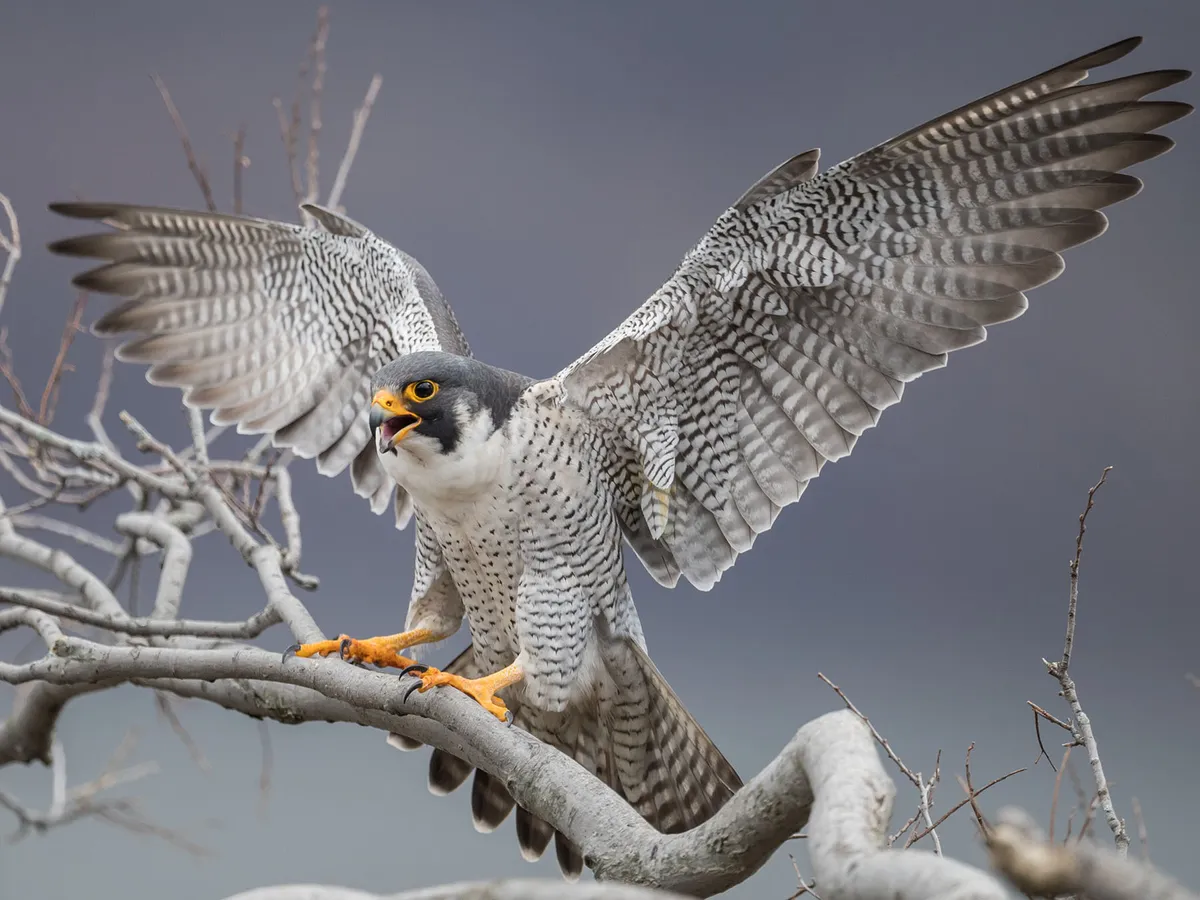 How Big Are Peregrine Falcons? (Wingspan + Size)