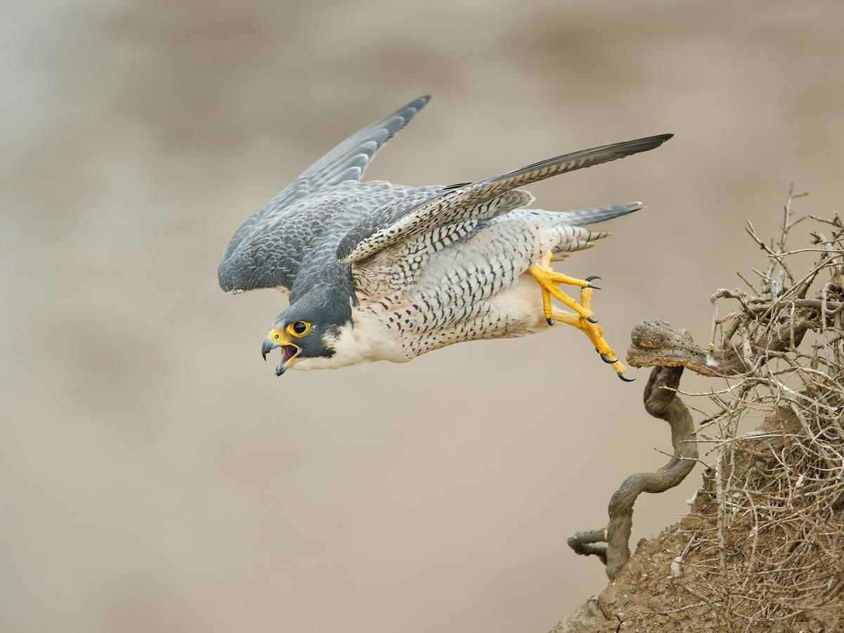 Peregrine Falcon taking-off