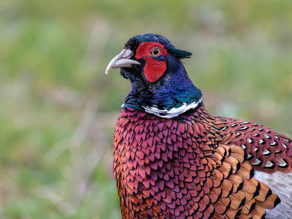 Common Pheasant Bird Facts (Phasianus colchicus) Birdfact