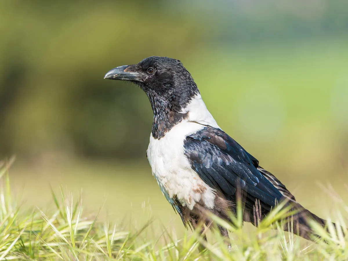 Pied Crow Bird Facts (Corvus albus) | Birdfact