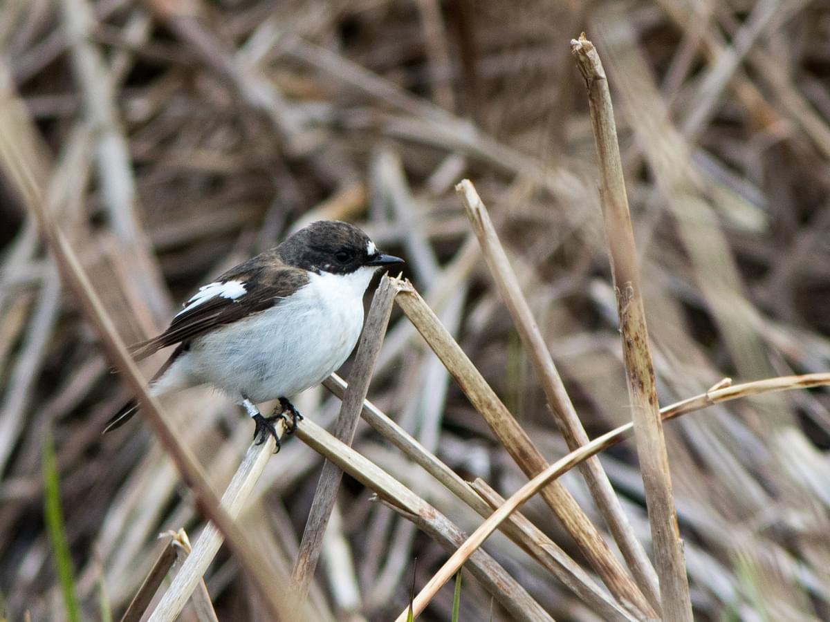 Pied Flycatcher sitting in the reeds