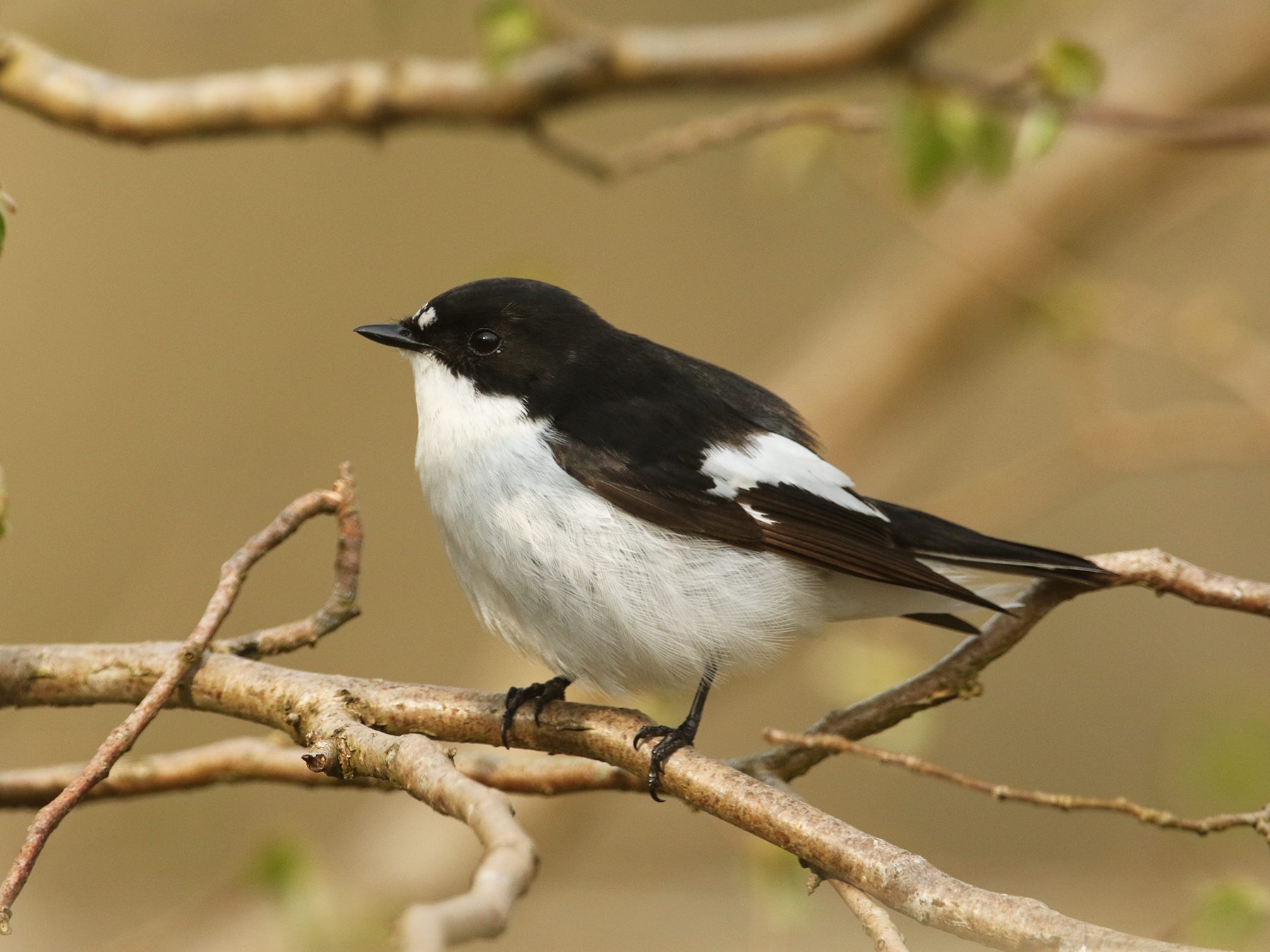 European Pied Flycatcher