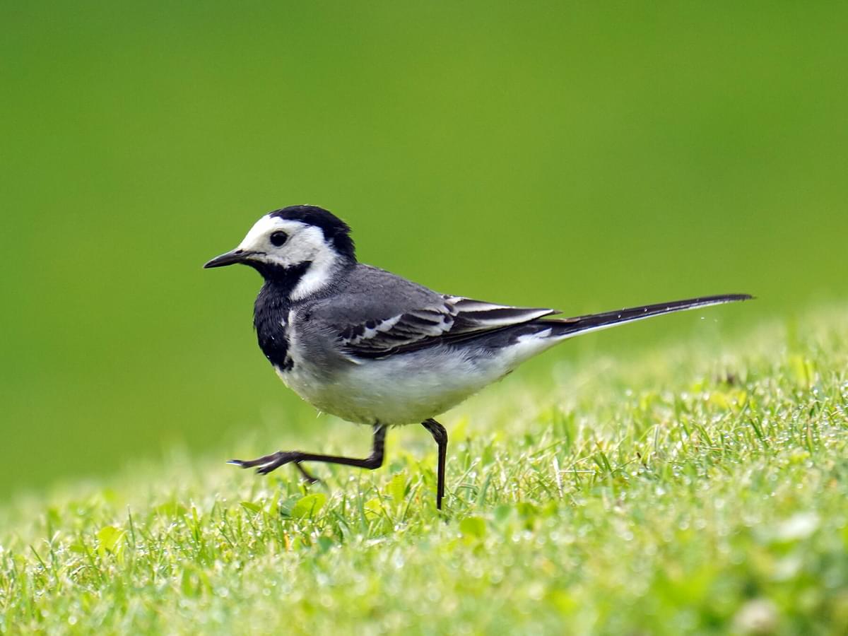 Pied Wagtail walking on the grass