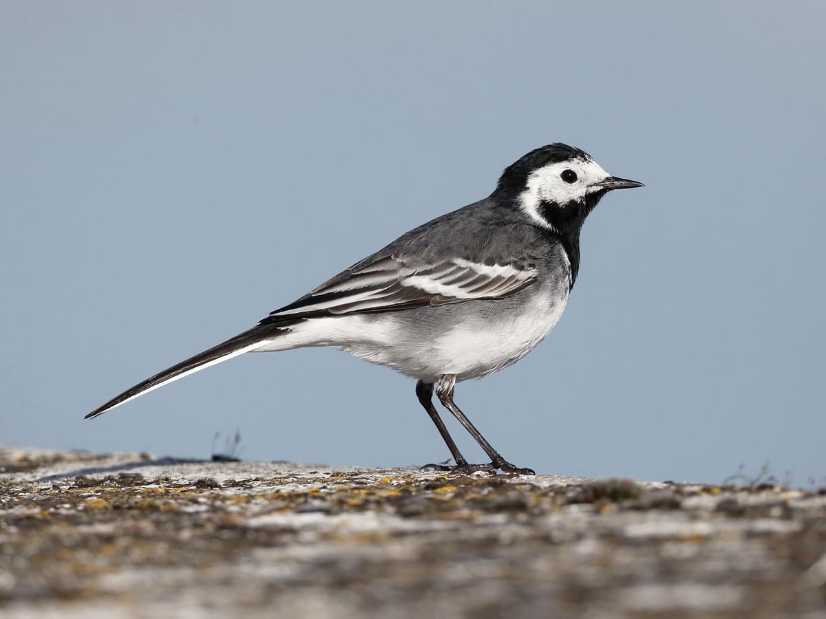 Pied Wagtail perched on a wall