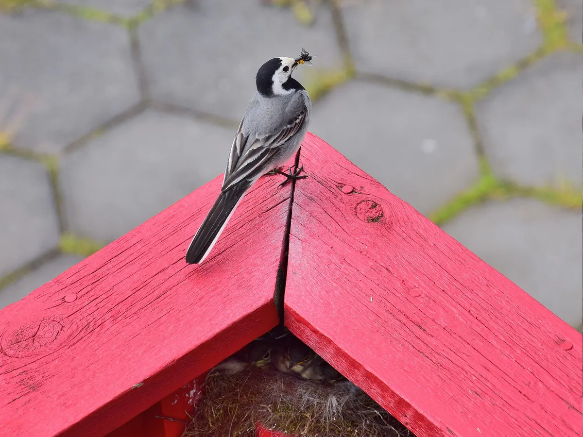 Pied Wagtail Nesting (Behaviour, Eggs + Location) | Birdfact