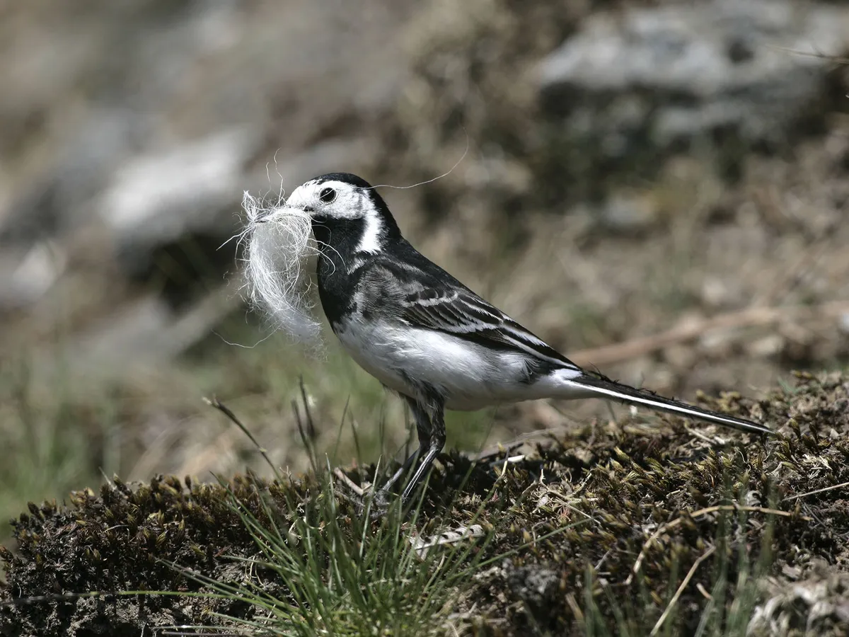 Pied Wagtail Nesting (Behaviour, Eggs + Location)