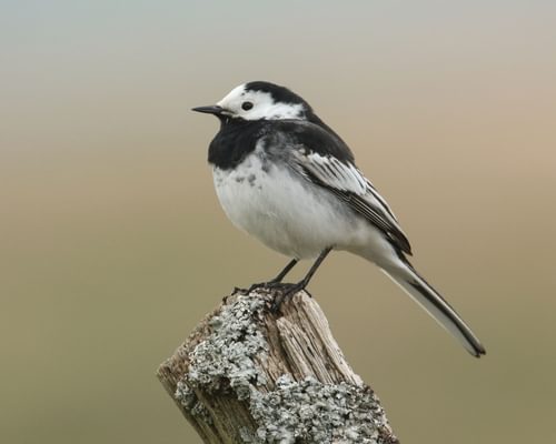 Pied Wagtail