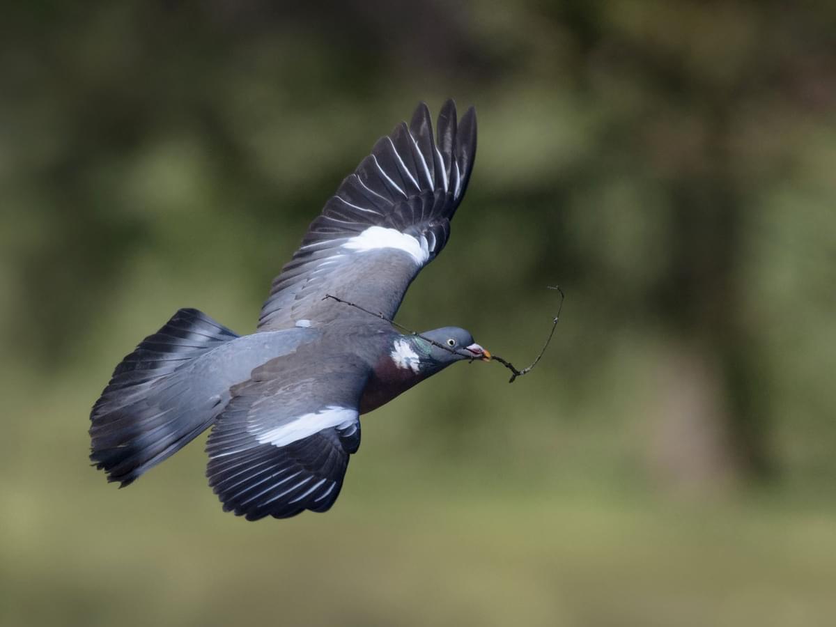 Pigeon Nesting Habits and Behavior: An In-depth Look