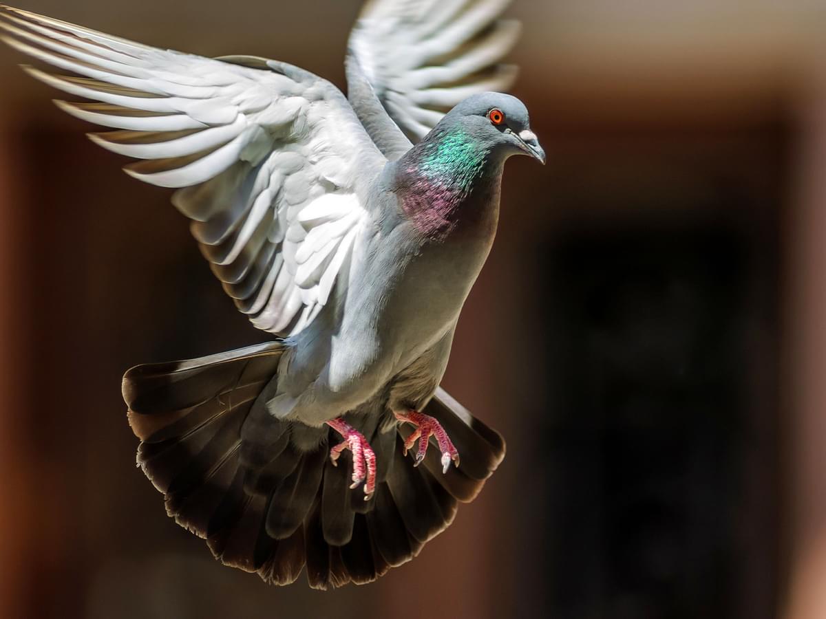Pigeon Symbolism: Unraveling the Meanings and Myths