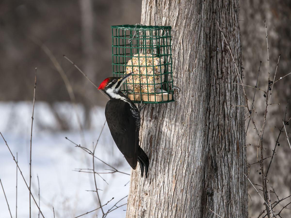 Female Pileated Woodpecker at a bird feeder, eating suet, in the winter